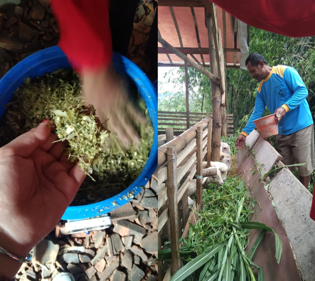 Hadapi Tantangan Musim Kemarau, Mahasiswa KKN Untag Surabaya Kembangkan Inovasi Pakan Fermentasi di Mojokerto